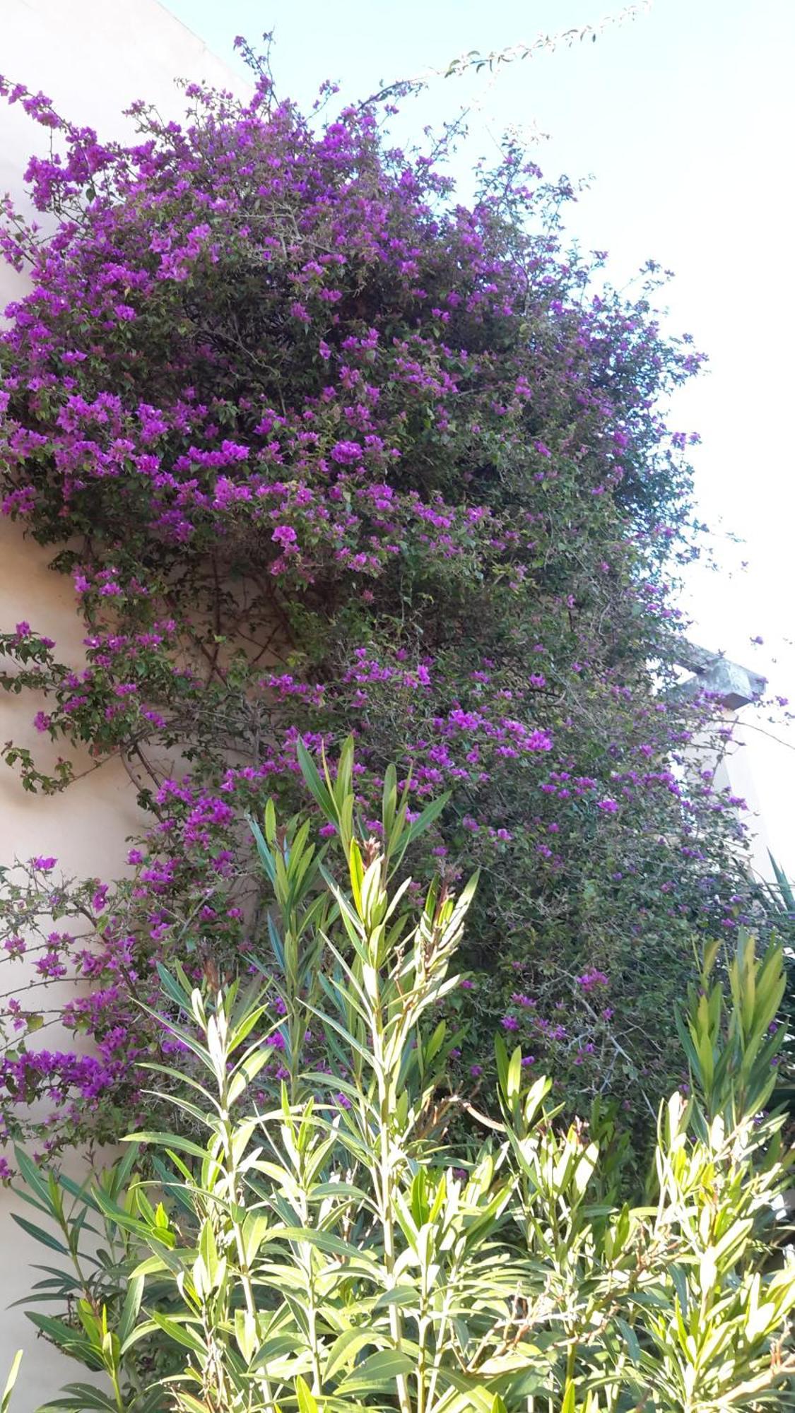 Finca Alqueria Fosca カンポス エクステリア 写真